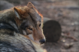 Pup10m11SpringeKati_Nan-14