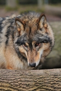 Pup10m11SpringeKati_Tala-02