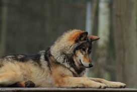 Pup10m11SpringeKati_Tala-04