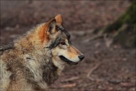 Pup10m11SpringeKati_Tala-05