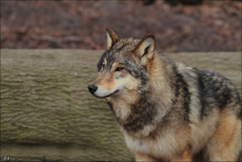 Pup10m11SpringeKati_Tala-07
