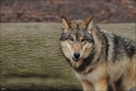 Pup10m11SpringeKati_Tala-08