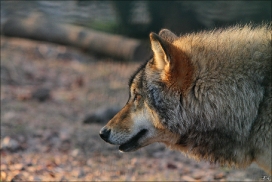 Pup10m11SpringeKati_Tala-10