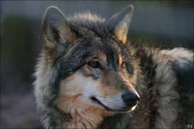 Pup10m11SpringeKati_Tala-11