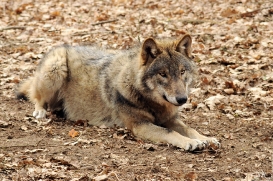 Pup10m13AuheimSas_Hagen-03