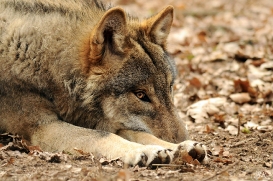 Pup10m13AuheimSas_Hagen-05