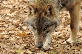 Pup10m13AuheimSas_Hagen-06