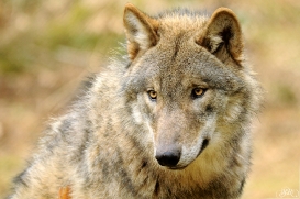 Pup10m13AuheimSas_Hagen-13
