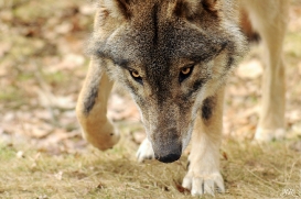 Pup10m13AuheimSas_Hagen-15