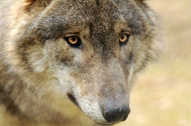 Pup10m13AuheimSas_Hagen-16