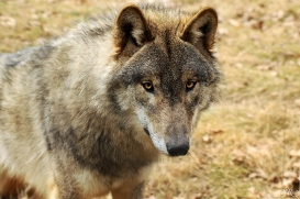 Pup10m13AuheimSas_Hagen-19