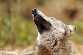 Pup10m13AuheimSas_Hagen-20