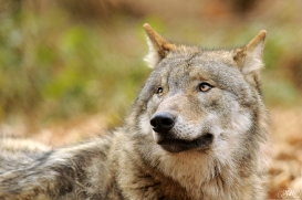 Pup10m13AuheimSas_Hagen-21