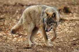 Pup10m13AuheimSas_Hagen-23