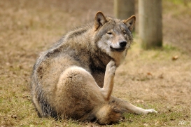 Pup10m13AuheimSas_Hagen-25