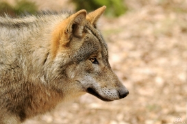 Pup10m13AuheimSas_Hagen-27