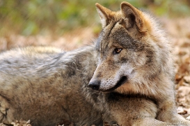 Pup10m13AuheimSas_Hagen-29
