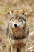 Pup10m13AuheimSas_Siegfried-01
