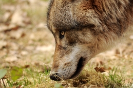 Pup10m13AuheimSas_Siegfried-02