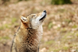 Pup10m13AuheimSas_Siegfried-03