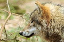 Pup10m13AuheimSas_Siegfried-04