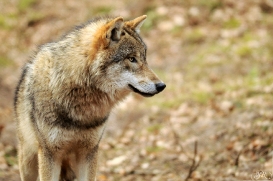 Pup10m13AuheimSas_Siegfried-05