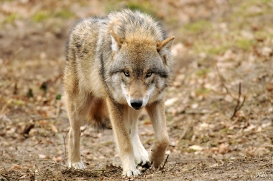 Pup10m13AuheimSas_Siegfried-07