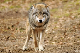 Pup10m13AuheimSas_Siegfried-08