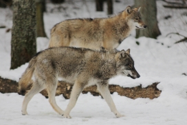 Pup10m13EekholtElli_All-02