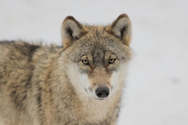 Pup10m13EekholtElli_Janosch-01