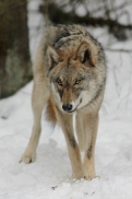 Pup10m13EekholtElli_Mascha-05