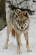 Pup10m13EekholtElli_Mascha-06