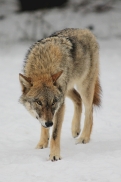 Pup10m13EekholtElli_Mascha-15