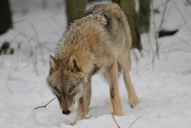 Pup10m13EekholtElli_Mascha-21