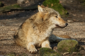 Pup10m16MuensterKati_Gandalf-07