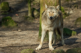 Pup10m16MuensterKati_Gandalf-08