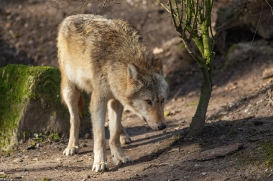 Pup10m16MuensterKati_Gandalf-09