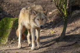 Pup10m16MuensterKati_Gandalf-10