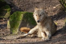 Pup10m16MuensterKati_Gandalf-11