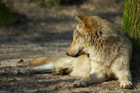 Pup10m16MuensterKati_Gandalf-17