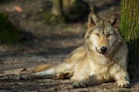 Pup10m16MuensterKati_Gandalf-18