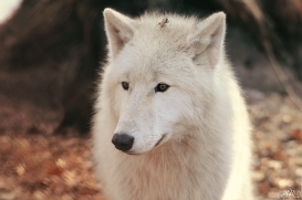 Pup10m12AuheimSas_Inuq-10
