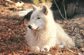 Pup10m12AuheimSas_Inuq-12