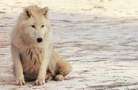 Pup10m12AuheimSas_Inuq-14