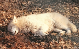 Pup10m12AuheimSas_Inuq-18