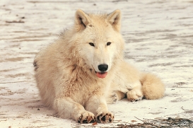 Pup10m12AuheimSas_Inuq-21