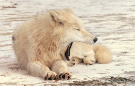 Pup10m12AuheimSas_Inuq-22