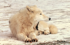 Pup10m12AuheimSas_Inuq-23