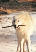 Pup10m12AuheimSas_Monja-25