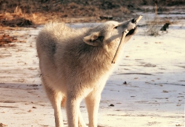 Pup10m12AuheimSas_Monja-26